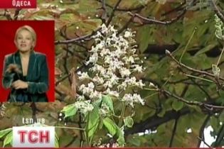 В Одессе цветут каштаны (видео)