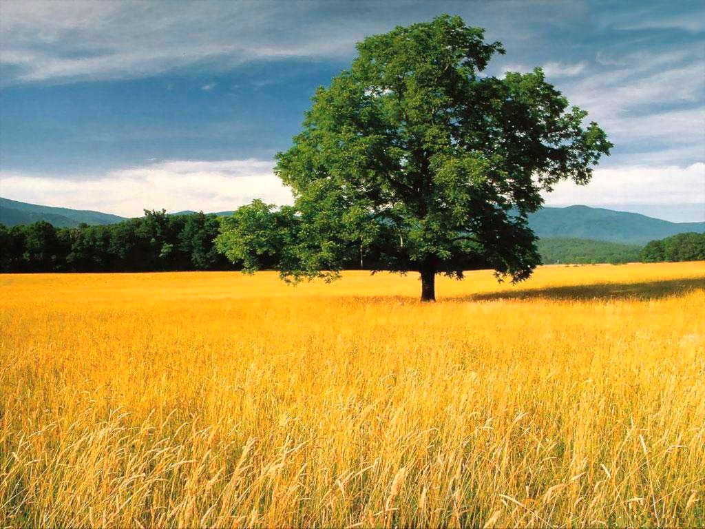 Українська земля