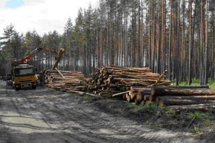 В Ирпене незаконно вырубили около 300 сосен