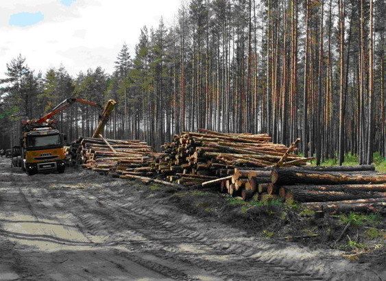 Вирубування лісу