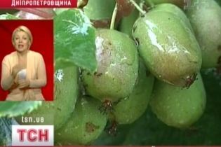 Жительница Днепропетровской области собрала урожай киви (видео)