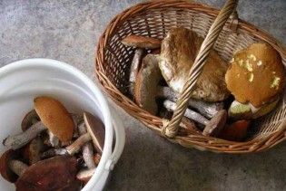 На Хмельнитчине 13 человек отравились грибами