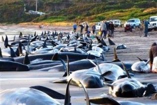 В Новой Зеландии 74 дельфина выбросились на пляж