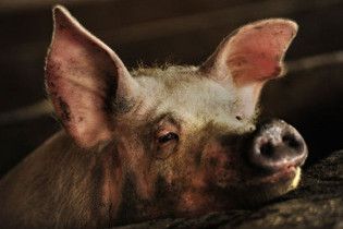 Китайские ученые пересадят людям органы клонированных свиней