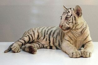 Для Тигрюли ищут жениха Витю