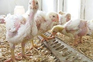Украина запретила импорт птицы из Израиля