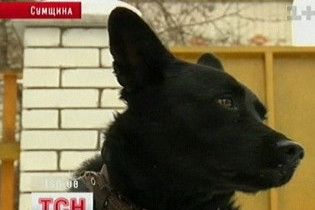 Впервые в Украине человека посадили за издевательство над животным