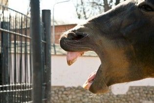 В зоопарке Луцка из-за морозов погибли пятеро питомцев