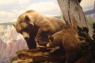 В Тернопольской области спелеологи обнаружили кости древних животных