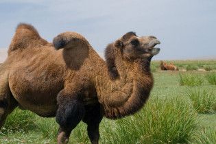 Российский крематорий купил верблюда для успокоения посетителей