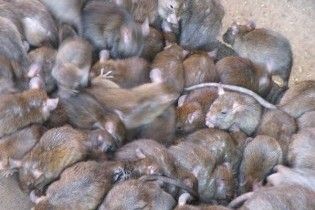 Черновецкий ликвидирует предприятие, воюющее со столичными крысами