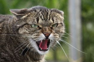 Из общежития выселили кота с тяжелым характером