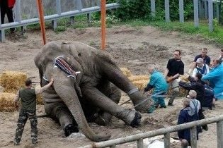 В Киевском зоопарке неизвестные опять пытались отравить животных