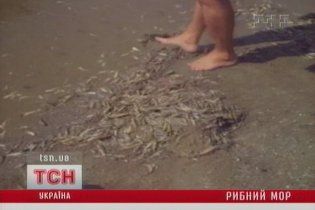 У Чорному морі через спеку масово гине риба