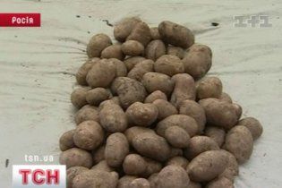 Украина продаст России часть урожая картофеля