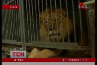 Льва, который напал на дрессировщика во Львове, отправят в зоопарк
