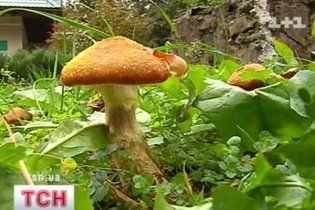 На Луганщине 5 человек госпитализированы после употребления грибов