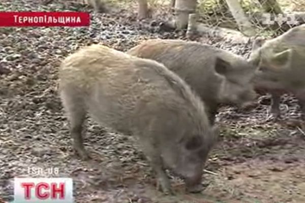 Вепр