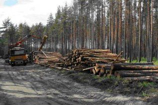 Влада вирішила збільшити обсяги вирубування лісів на Закарпатті