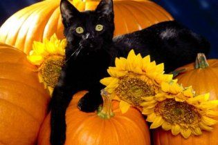 У США ховають чорних кішок: у Halloween на них полюють сатаністи
