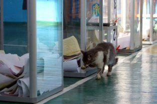 В Івано-Франківську, Маріуполі й Львові оголосили офіційні дані виборів мерів