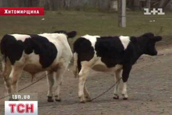 Корови