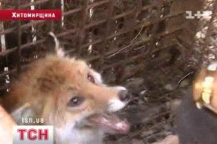 Из-за эпидемии бешенства на Житомирщине госпитализированы уже 19 человек
