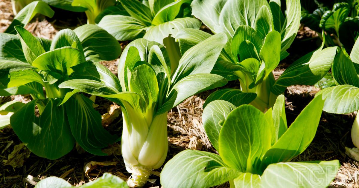 Які овочі можна садити в липні