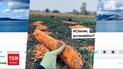 Как подписчики спасли морковный урожай рекрутера