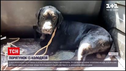 Новости мира: в Мексике ягуар и собака упали в заброшенный колодец