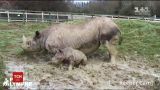 Грязьові ванни: у британському зоопарку вперше вийшло на вулицю дитинча носорога