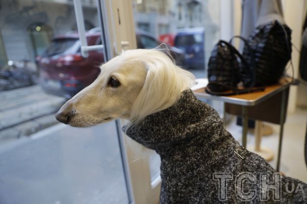 Ґрейгаунд / © Associated Press