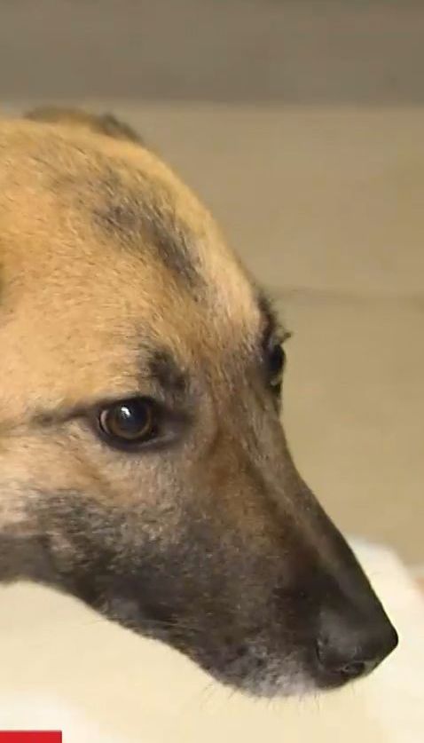 В лесу под Киевом спасли собаку с простреленной спиной