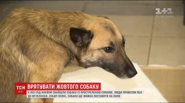 У лісі під Києвом врятували собаку із простреленою спиною