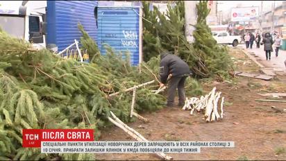 Побічні ефекти свята: непродані ялинки валяються просто посеред вулиць