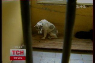 Киевляне покупают элитных собак и выбрасывают их на улицу