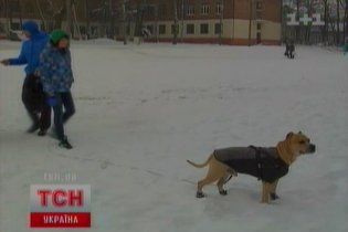 В Черновцах живет единственный в Украине пес-паркурист