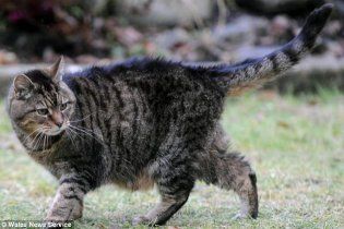 Самой старой в мире кошке исполнилось 39 лет