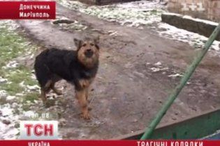 У Маріуполі домашній пес покусав двох малих посівальників та свою хазяйку