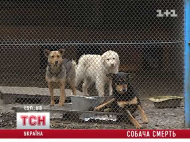tsn_11