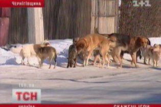 На Чернігівщині скажене цуценя переполохало всю школу: 22 дитини у лікарні