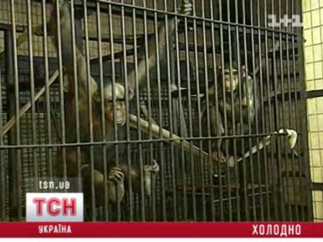 12_zoo