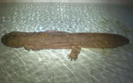 В Китае нашли огромную 200-летню саламандру