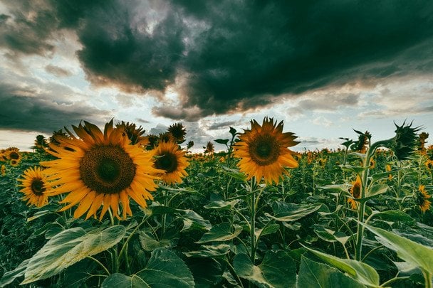 Народні прикмети 29 серпня / © unsplash.com