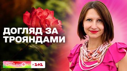 Як правильно доглядати за трояндами – Антоніна Лесик
