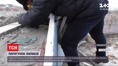 В Ивано-Франковске строители спасли 200 летучих мышей - животные забились под парапет крыши