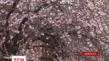 На Закарпатье цветет сакура