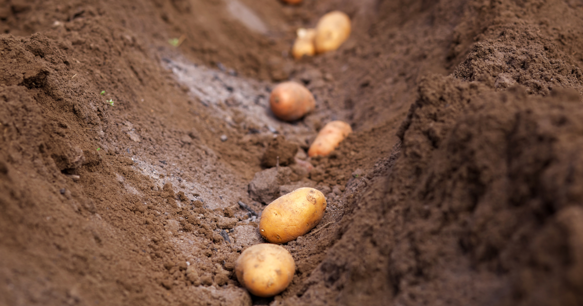 Саджання картоплі
