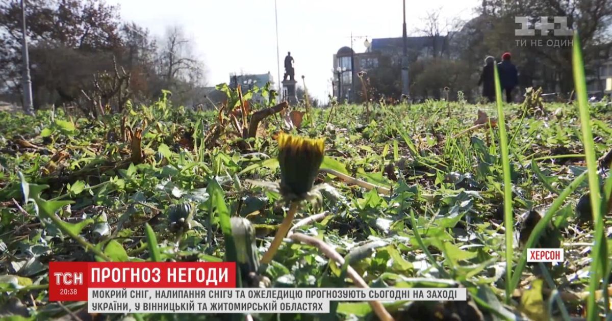 Карпаты и Запад страны накрывает снегом, а в Херсоне цветет одуванчик: какими межсезонными аномалиями встретила зима украинцев