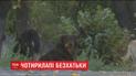 У столиці волонтери намагалися вирахувати популяцію безпритульних собак